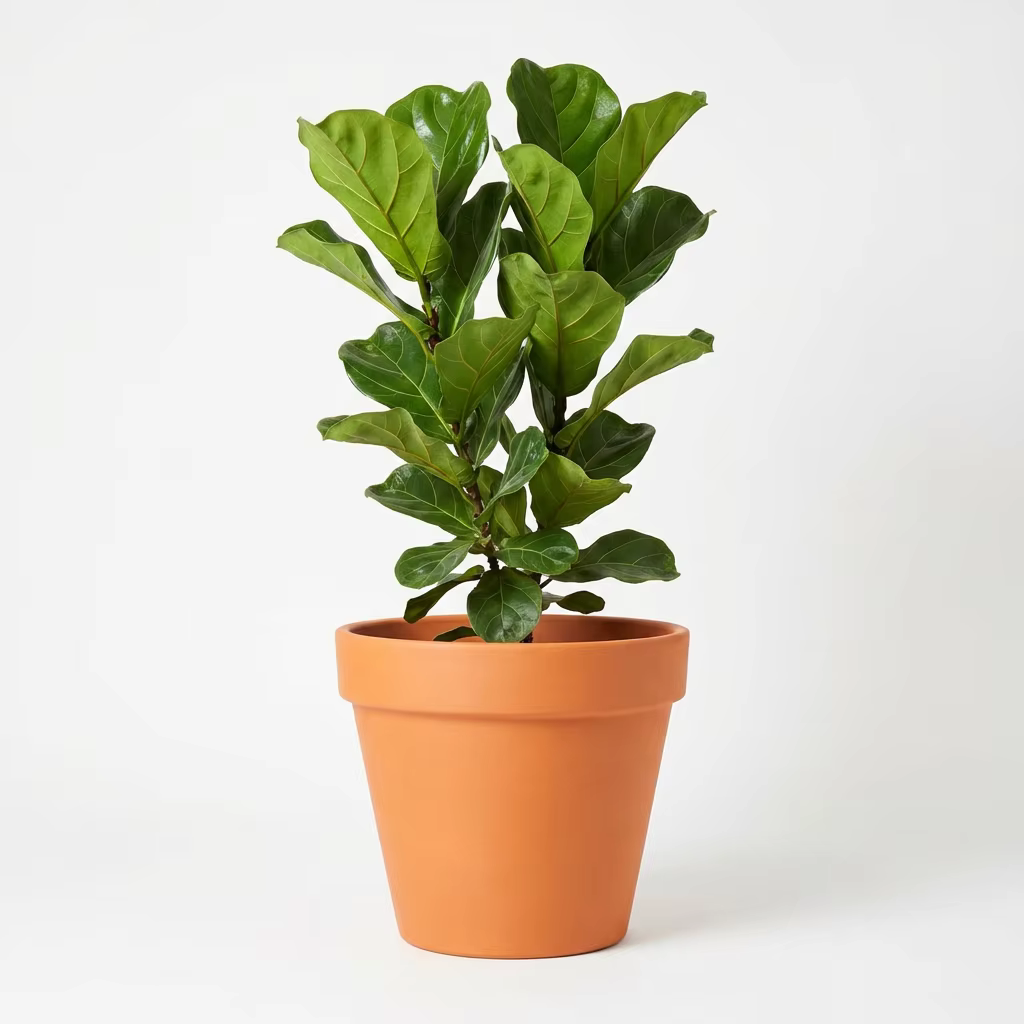 Terracotta